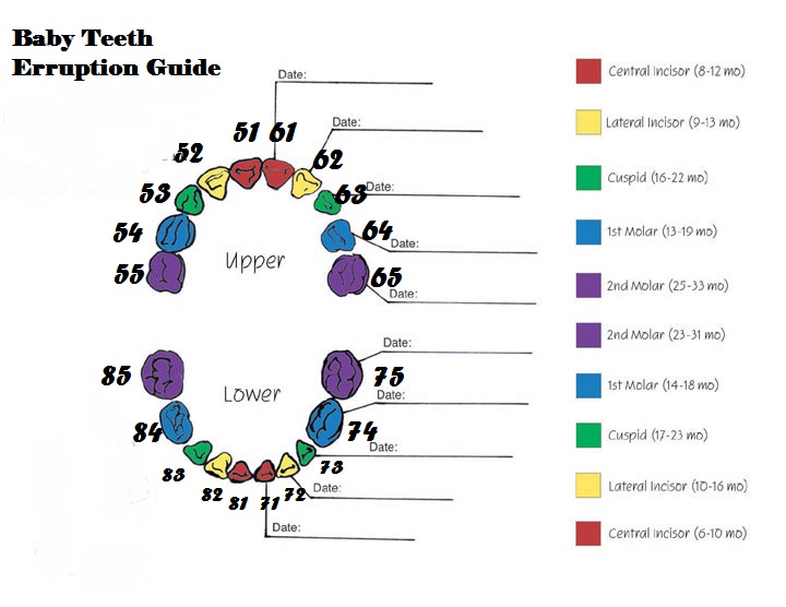 Tooth Exfoliation Chart